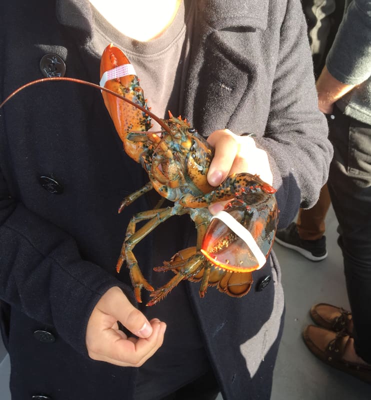 A lab member holding up a freshly caught lobster