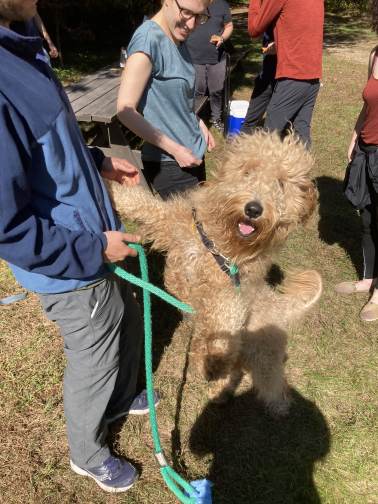 A dog meeting an alpaca during the retreat farm visit