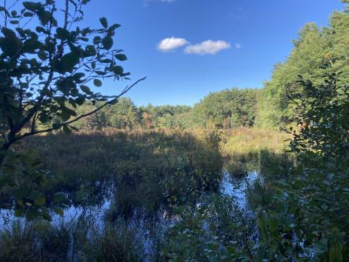 A pond and green woodland under a blue September sky