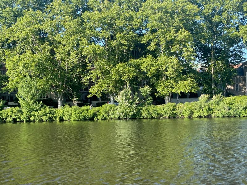 The green riverbank seen from the boat