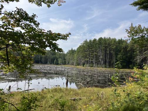 A woodland pond near the retreat farmhouse