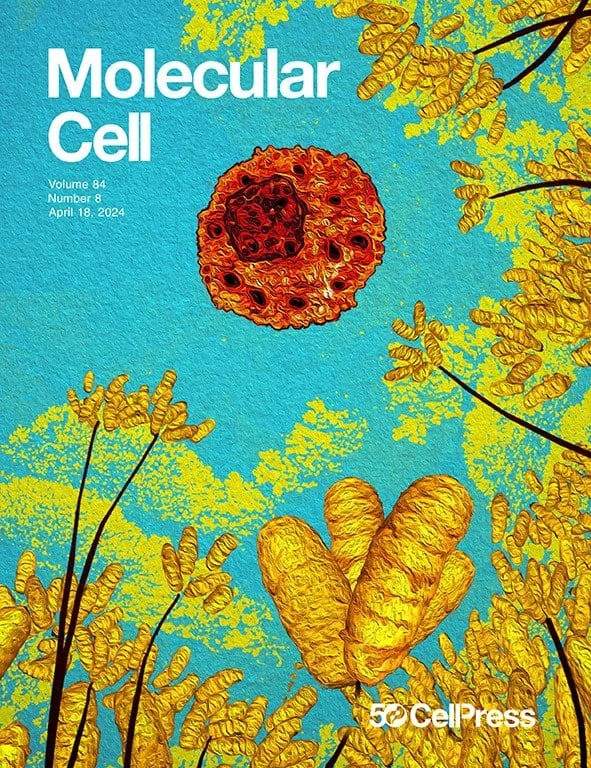 A kinetic dichotomy between mitochondrial and nuclear gene expression processes, a painting by Leidy Churchman
