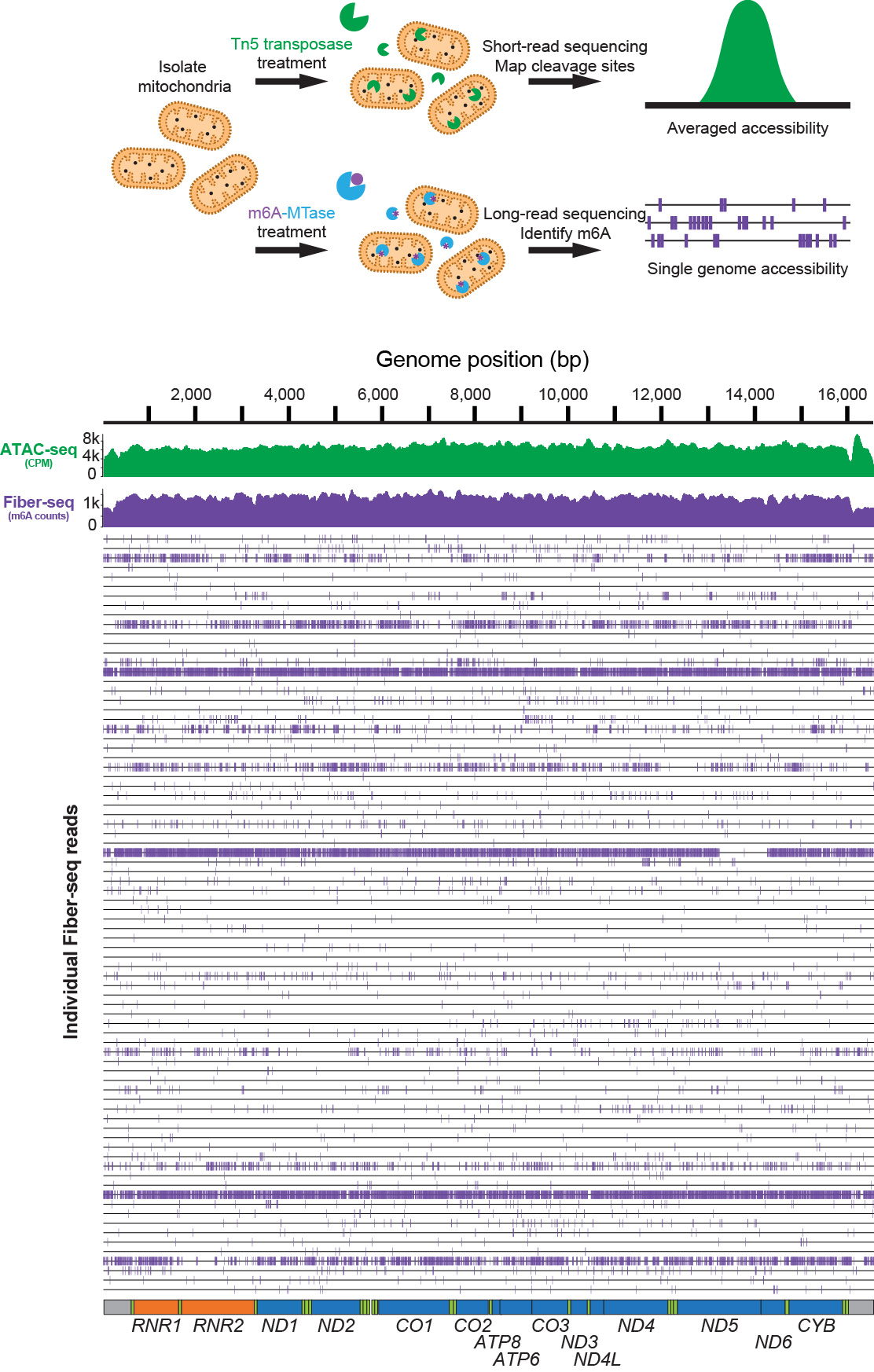 mtFiber-seq accessibility measurements across individual full-length mitochondrial DNA molecules