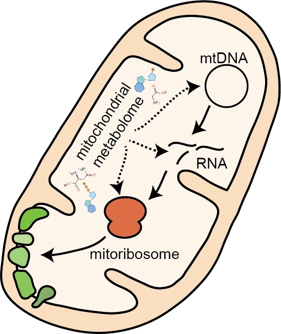 Mitochondria and the metabolome