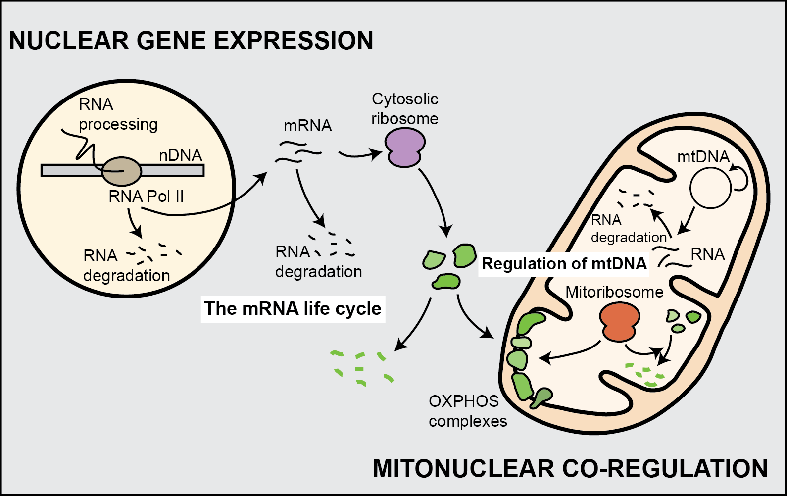 Drexler schematic of mitonuclear co-regulation