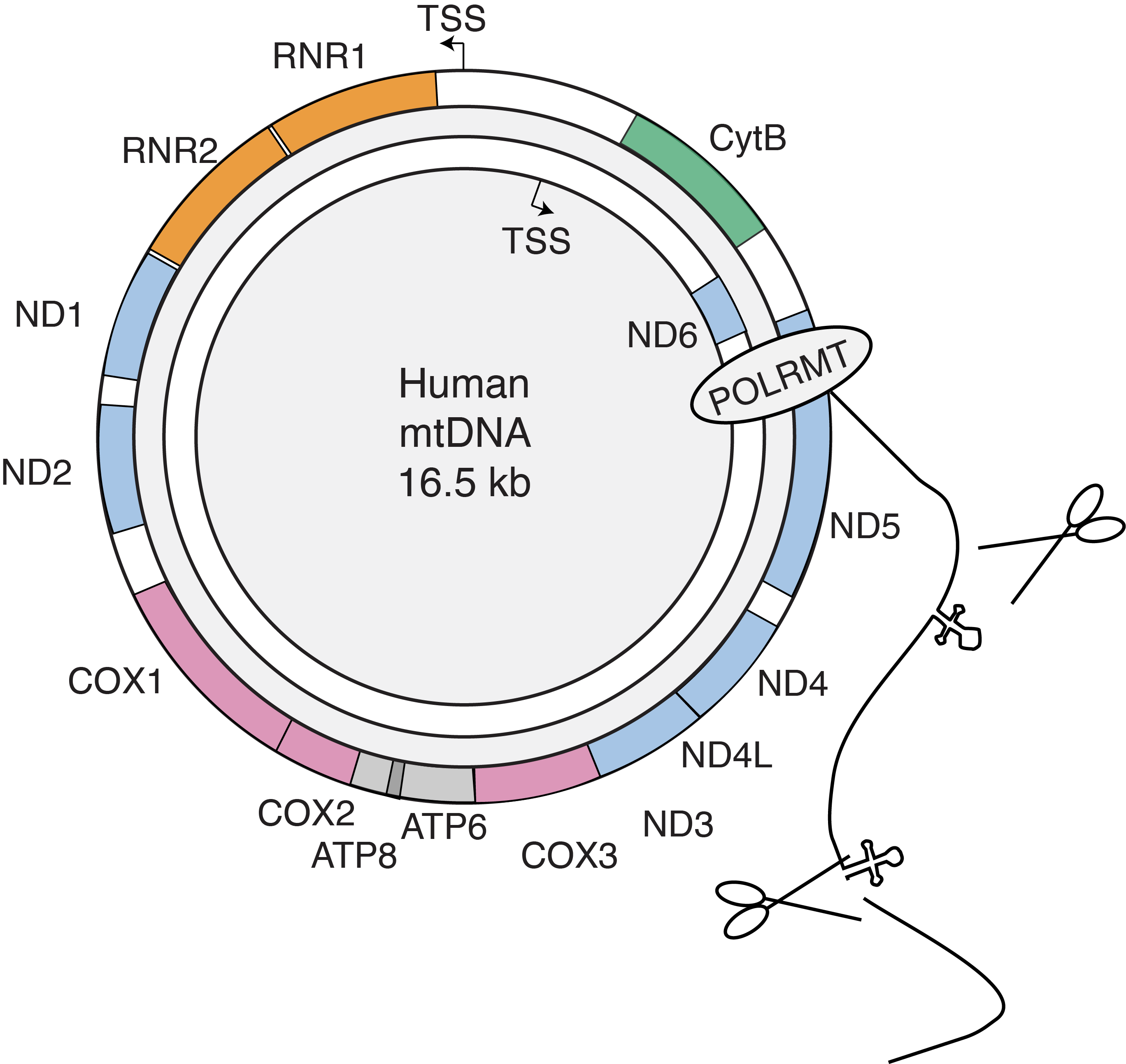 Schematic of mitochondrial DNA organization
