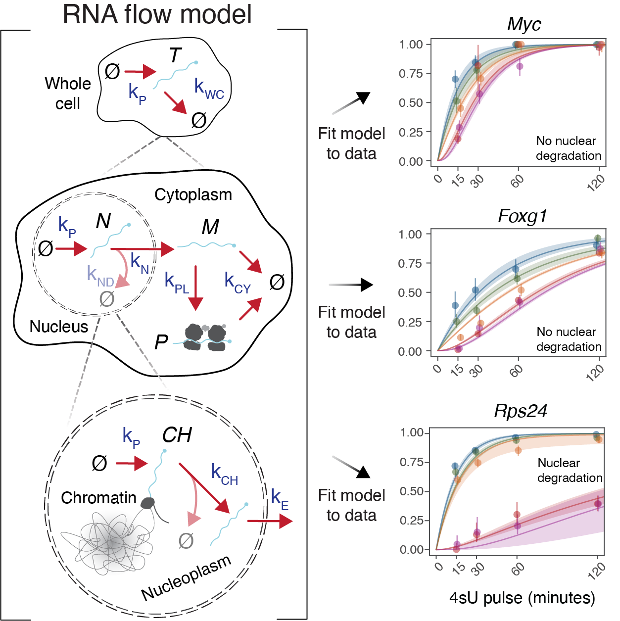 Subcellular TimeLapse-seq measurements of RNA flow through the cell
