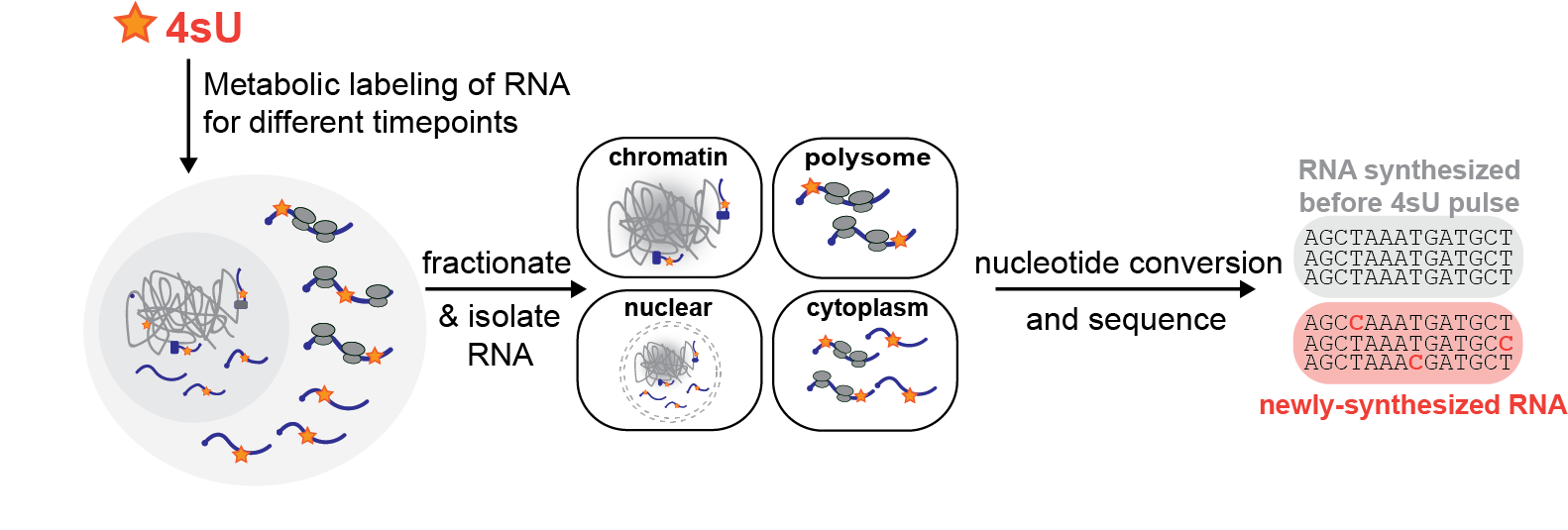 4sU metabolic labeling of RNA across subcellular compartments