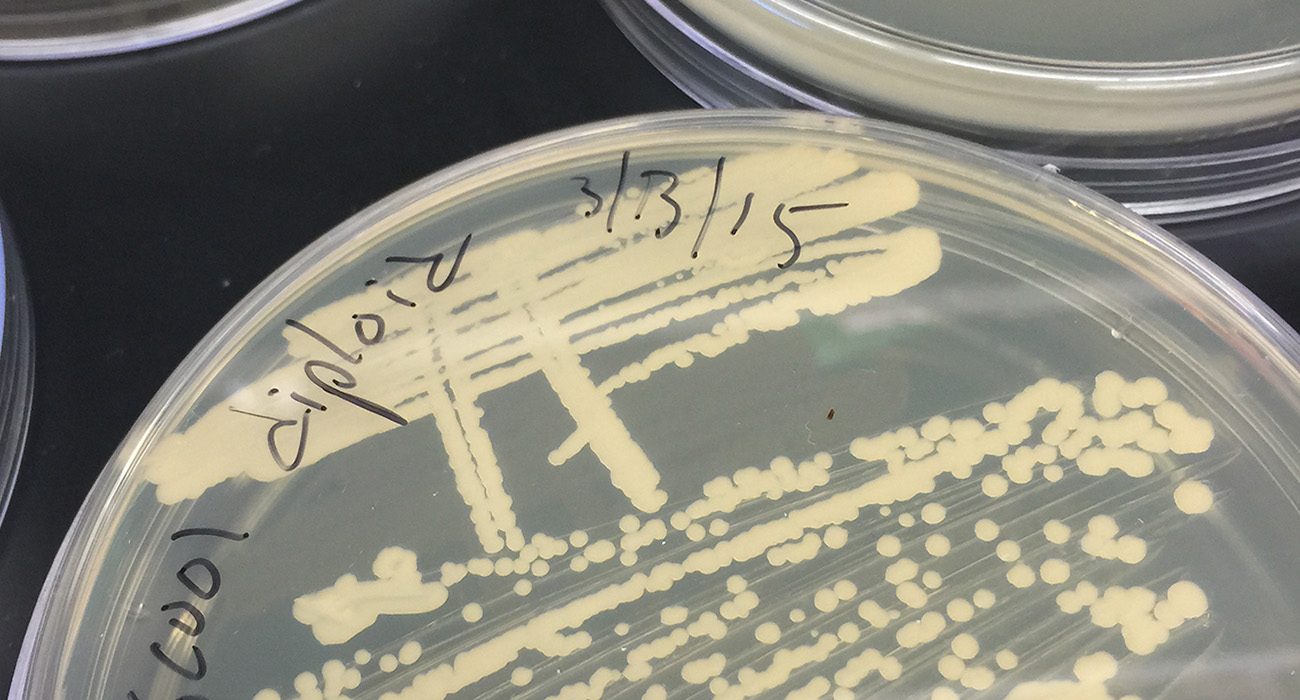 Plates in the Churchman lab