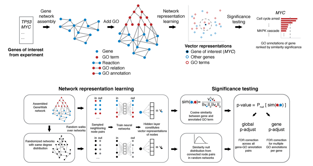 GeneWalk schematic