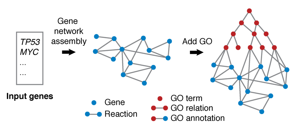 GeneWalk network assembly