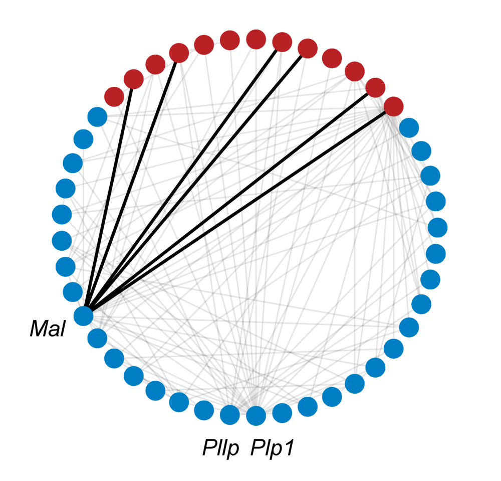 GeneWalk subnetwork